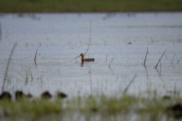 Black-tailed Godwit (Limosa limosa).