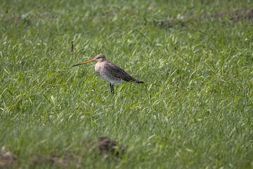 Black-tailed Godwit (Limosa limosa).
