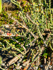 (Cereus martinii) Harrisia cactus with green lying stems adorned of pyramid-shaped humps topped with a cluster of spines