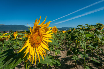 Sunflower in the filed