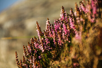 Obraz premium flowers in august