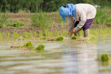 Female farmer wearing blue hat, planting rice on rice field.People wearing gray long-sleeved shirts and wearing rubber gloves are working.transplant rice seedlings.