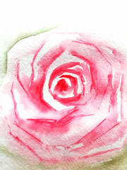 watercolor handpainted big pink garden flower in flowerbed. rose