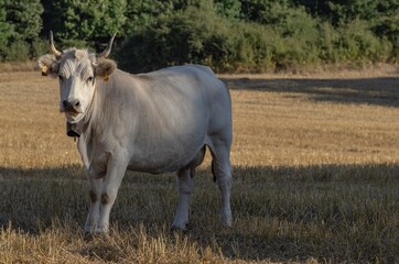 Cow in the foreground in the countryside