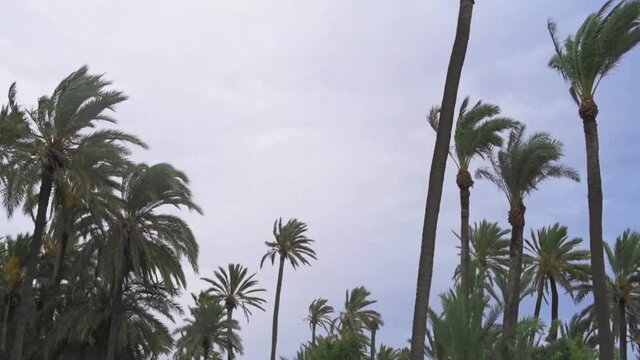 palm trees moved by the wind and cloody sky