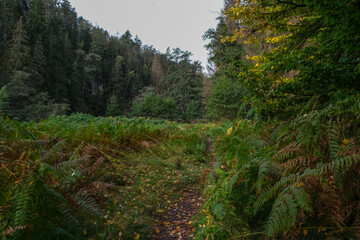 Fototapeta premium Hiking path through the Kirnitzschtal