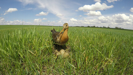 Limosa limosa. The nest of the Black-tailed Godwit in nature.