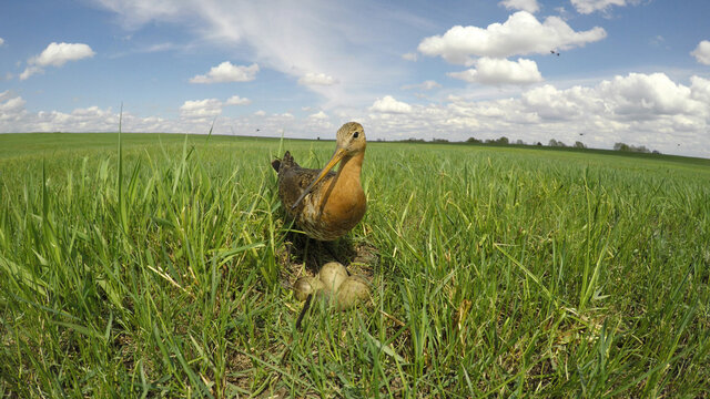 Limosa limosa. The nest of the Black-tailed Godwit in nature.