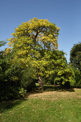 Autumn trees in the park.