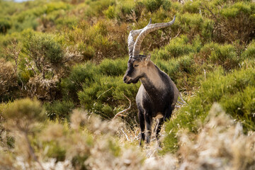  Iberian ibex, Spanish ibex, Spanish wild goat, or Iberian wild goat (Capra pyrenaica)