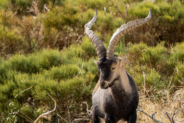  Iberian ibex, Spanish ibex, Spanish wild goat, or Iberian wild goat (Capra pyrenaica)
