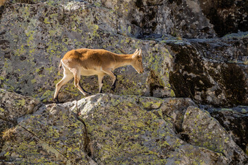  Iberian ibex, Spanish ibex, Spanish wild goat, or Iberian wild goat (Capra pyrenaica)