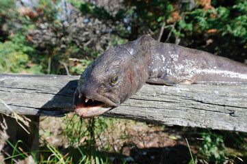 portrait of a catfish caught