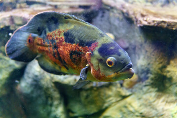 astronotus or Oscar fish in an aquarium close-up. selective focus
