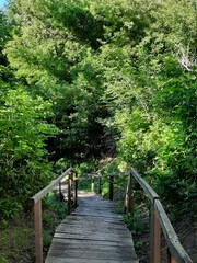 Obraz premium bridge in the forest