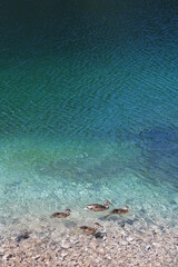 Ducks swimming on a beautiful turquoise lake in the alps