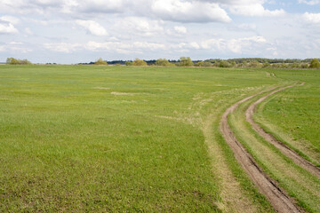Nest Habitat of Black-tailed Godwit