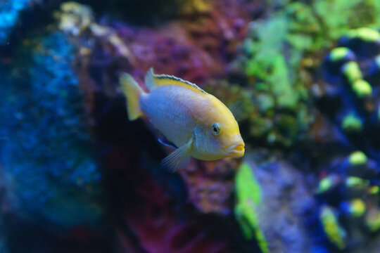 pseudotropheus Lombardo fish and cynotilapia Afro. colorful fish in the aquarium selective focus