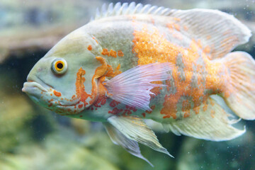 ocular astronotus or Oscar fish in an aquarium close-up. selective focus