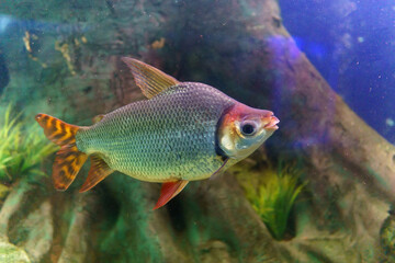 Distichum losasso, Distichodus long-nosed Distichodus lusosso. fish in the aquarium. selective focus