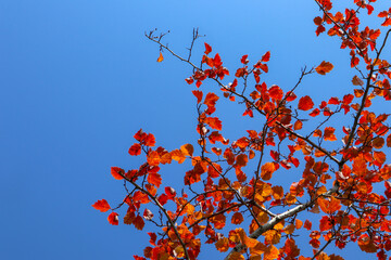 Red leaves on the branch of quaking aspen tree in autumn. Beautiful bright view of bright foliage close-up and blue sky.
