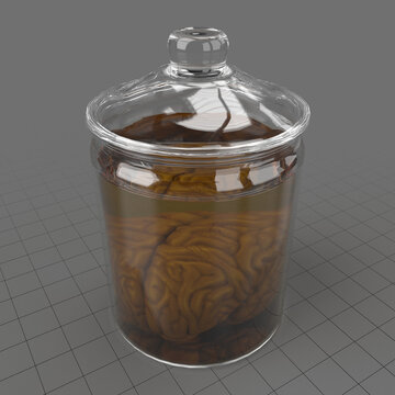 Vintage jar with brain organ