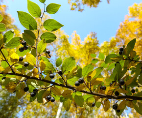 Branch of Common buckthorn (Rhamnus cathartica) tree in autumn. Beautiful bright view of black berries and green leaves close-up.