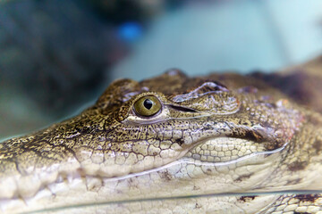 alligator is a crocodile in the genus Alligator of the family Alligatoridae, the Caiman crocodile. selective focus