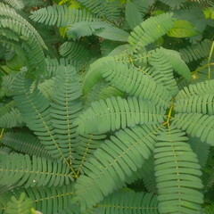 fern leaves in the forest