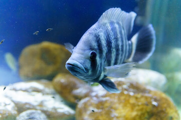 Tilapia Nila is a species of tilapia, a cichlid fish found in Africa from Egypt to East and Central...