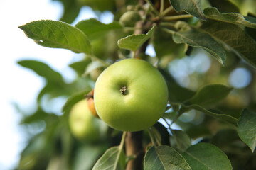 Ripe apple on tree branch in garden, closeup
