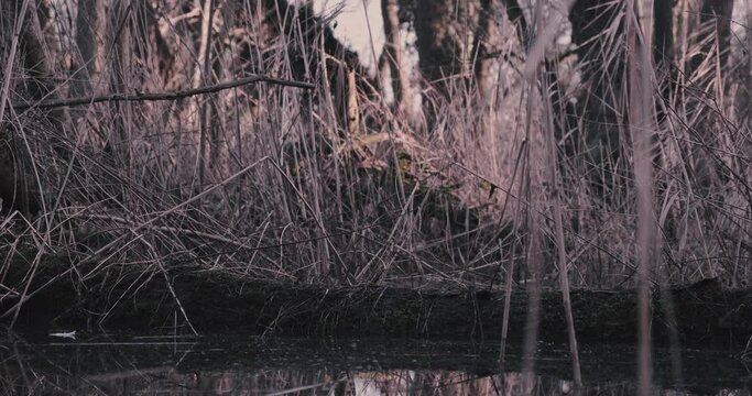 Fallen tree in marshland with a reflecton during sunset.
