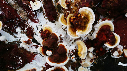 Plicaturopsis crispa (crimped gill) fungus growing on the old tree.