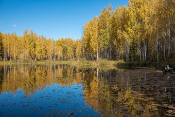 Forest lake in autumn and fallen leaves on the water