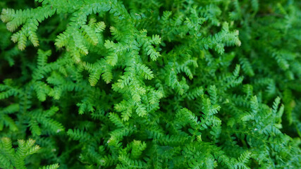Nature green leaf on top view.