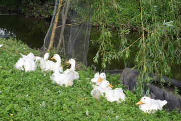ducks on the Bank of the pond