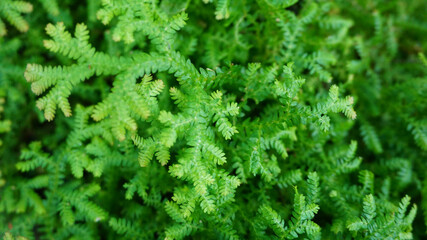 Nature green leaf on top view.