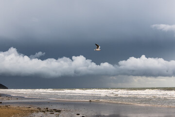 fliegende Möwe über dem Meer in einem dunklen wolkigen Himmel