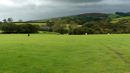 Fototapeta premium Open rural views with early autumn sky' and sheep grazing.