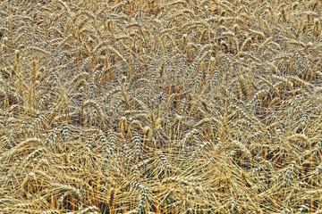 Campo de cebada listo para ser segado en el sur de Rumanía. Campo de cebada en verano con el color dorado que indica que las espigas se encuentran secas y listas para la siega.