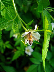 Bee pollinating wild strawberry flower