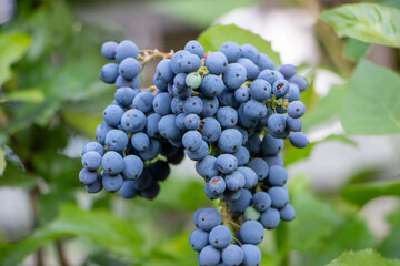 Berries of wild blue grapes and green leaves