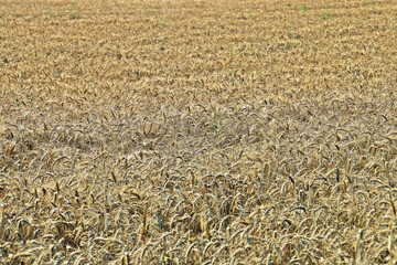 Campo de cebada listo para ser segado en el sur de Rumanía. Campo de cebada en verano con el color dorado que indica que las espigas se encuentran secas y listas para la siega.