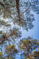 Obraz premium Pine forest seen upwards against the sky on a sunny day 