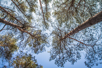 Pine forest seen upwards against the sky on a sunny day	
