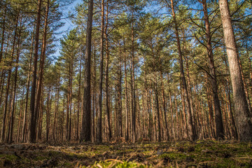 Pine forest on a sunny day