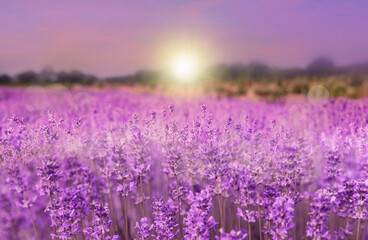 Amazing lavender field at sunset, closeup view