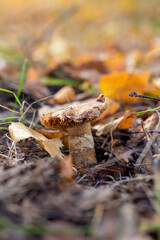 Mushroom in leaves in the forest in autumn.
