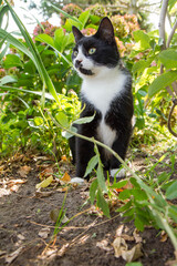 Young black and white cat observing something in a garden - looking surprised or interested	
