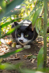 Naklejka na ściany i meble Young black and white cat lurking among plants